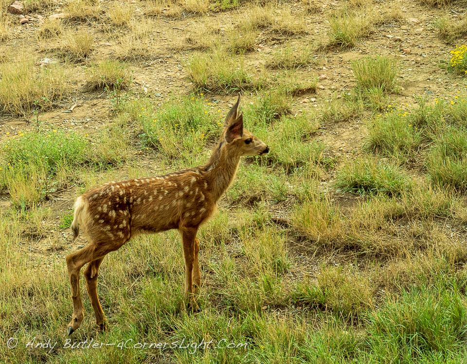 Mule deer fawn, late summer in Alpha